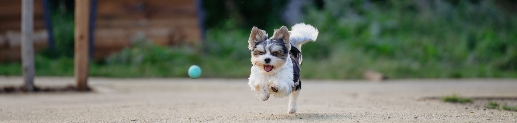 Leptospirosis in Cattle | alt=