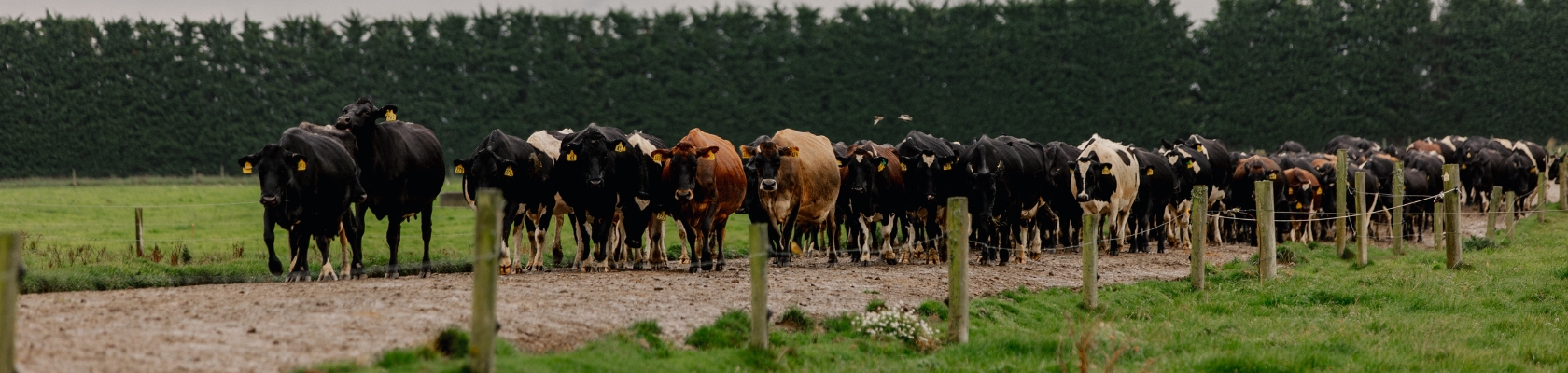 Endometritis - 1 Endometritis - 1