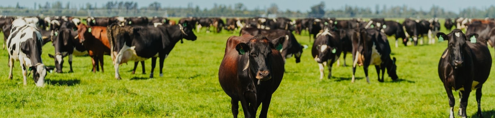 1680x400_WEBSITE: Header Picture - 2 1680x400_WEBSITE: Header Picture - 2