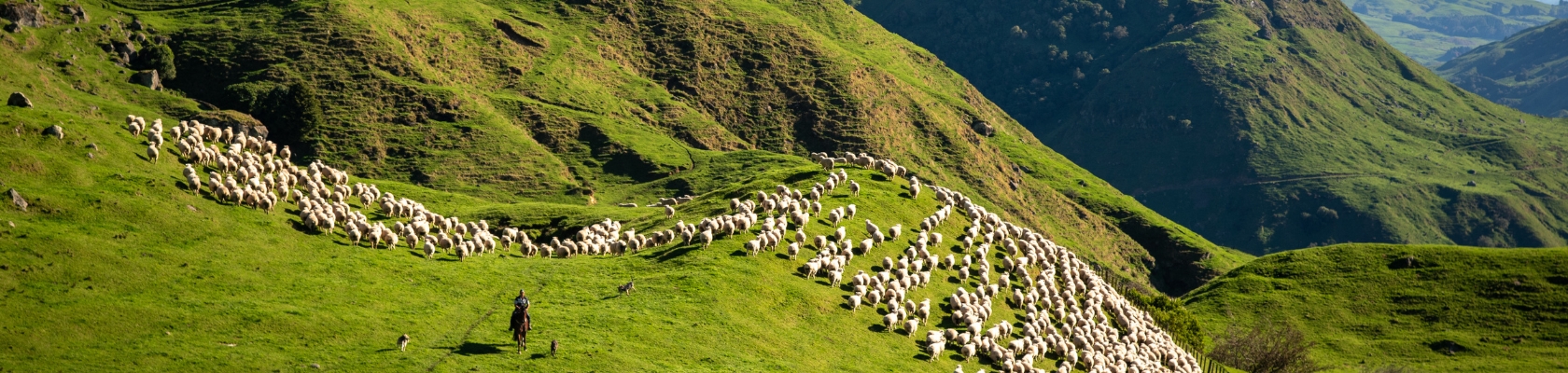 Ovastim - 1 Ovastim - 1