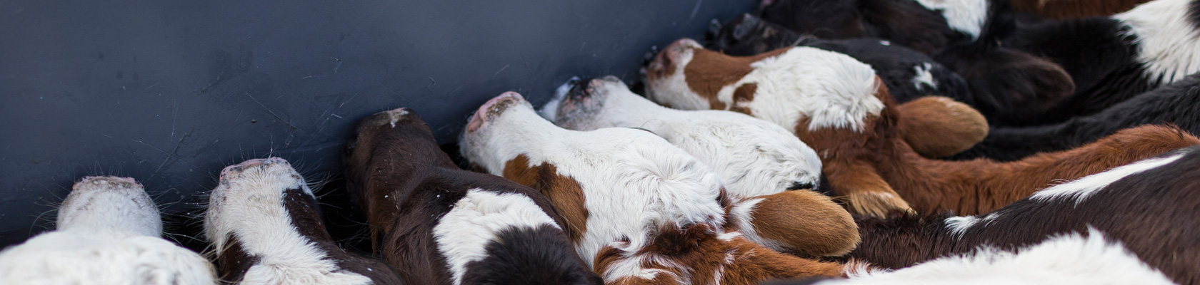 THIS IMAGE IS COPYRIGHT PROTECTED  www.oneshot.co.nz/id/10061365/RF