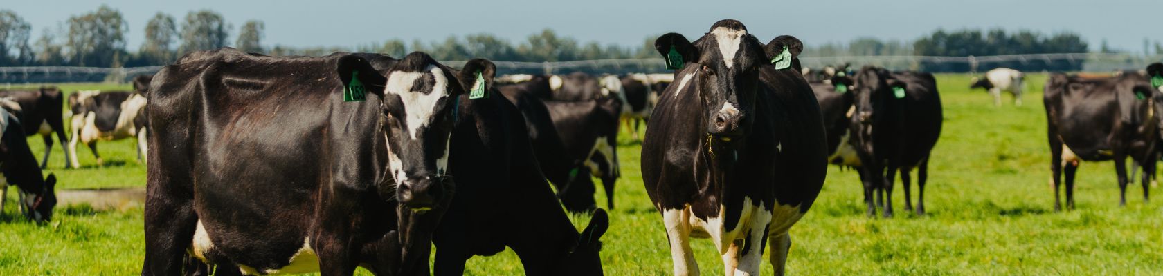 Optimised Trace Element Supplementation for Dairy Cattle