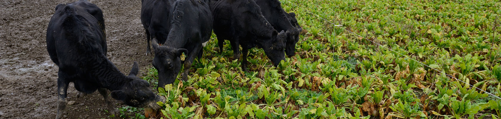 THIS IMAGE IS COPYRIGHT PROTECTED  www.oneshot.co.nz/id/10150753/RF