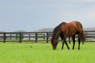 Laminitis & Founder explained