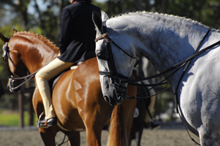 Microchips in horses