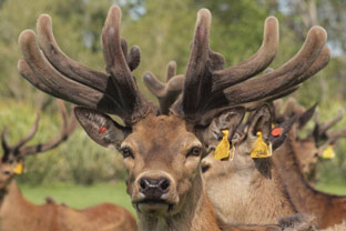 Copper Deficiencies in Deer: Causes, Symptoms and Supplementation Information