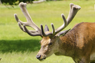 A Warning about Ticks