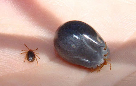 A Warning About Ticks