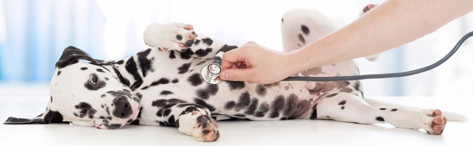 Canigen vaccine cheap