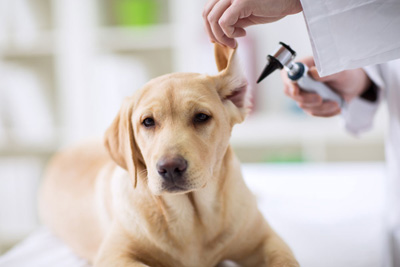 easotic ear drops for dogs