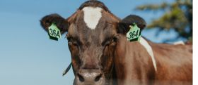 Cattle