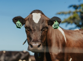 Cattle