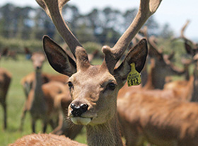 Deer