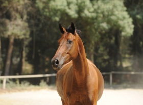 Horse