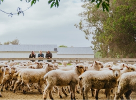 Sheep/Goat