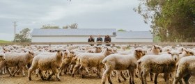 Sheep/Goat