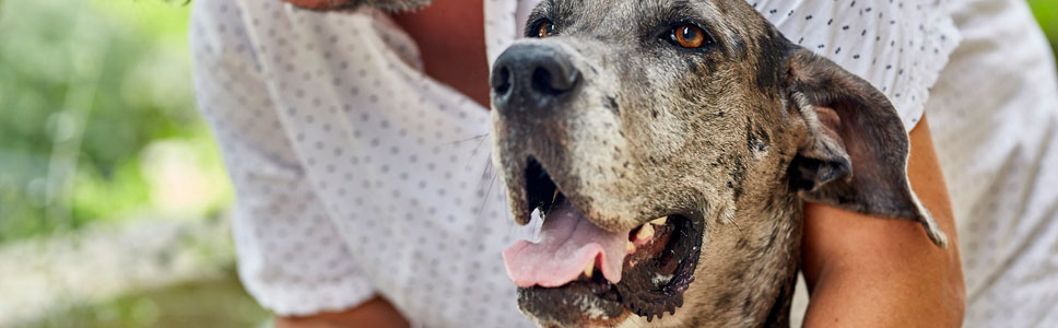 Click here for information on EpiOtic ear cleanser