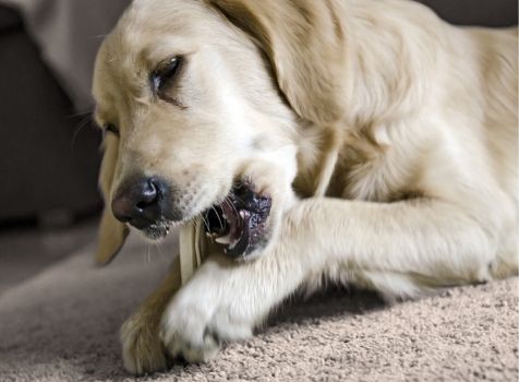 Avoiding Extraction Complications Webinar