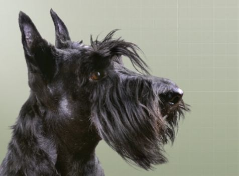 Canine Pyoderma Webinar