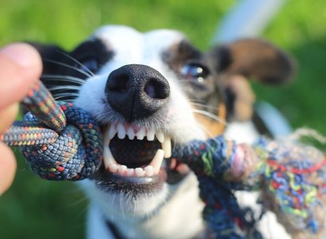 Dental Radiology Webinar