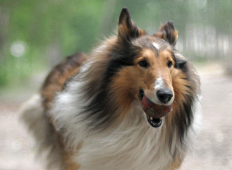 Cortavance Brand Summary