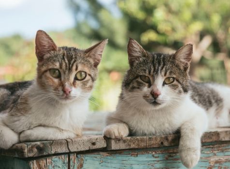 FIV and FeLV Webinar