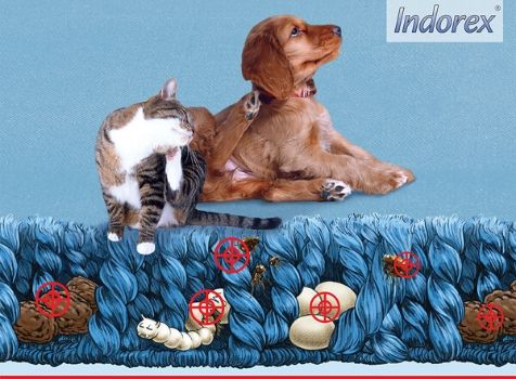 Flea Allergic Dermatitis Webinar