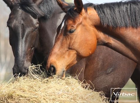 Strategic De-Worming Webinar