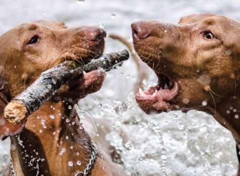 Suprelorin Technical Training