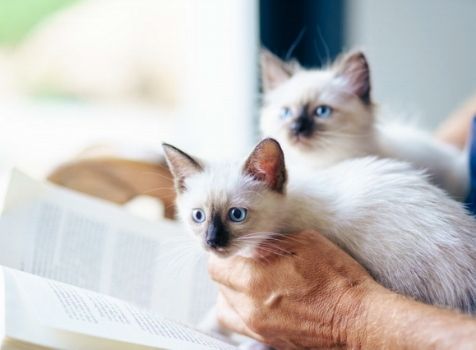 Knowing your Online Audience