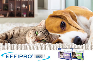 Effipro flea online treatment for dogs
