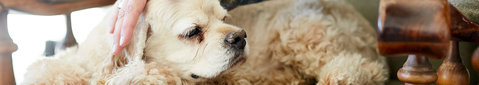 Urinary Incontinence Of The Dog