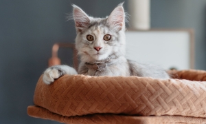 Cat_300x180_microchip - 1