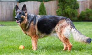 Atopic dermatitis - 1