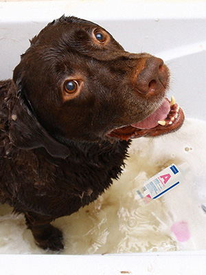 Dog bath small.jpg