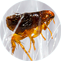Flea.png