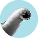 Icon_hookworm.png