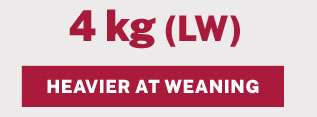 HEAVIER AT WEANING