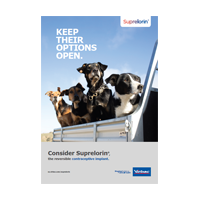 Working Dog Flyer